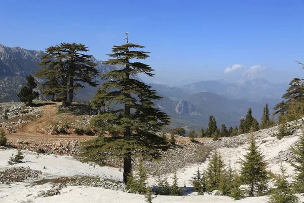 Paisaje Con Cedros Valle Montañoso Camino Las Montañas Tahtali Dagi —  Fotos de Stock