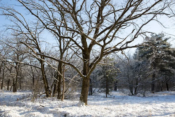 冬季森林中的橡木景观 — 图库照片