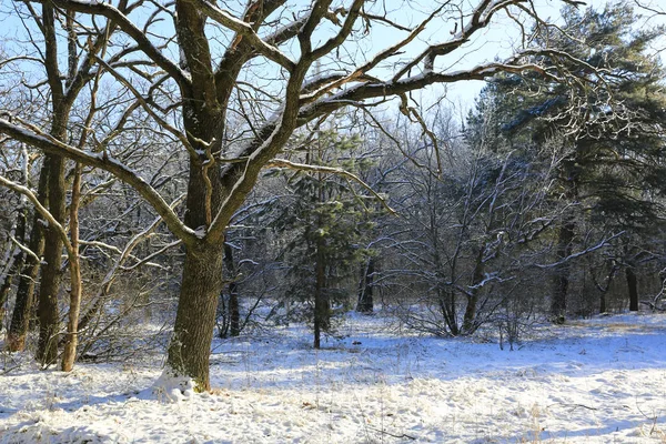 Fina Ekar Vinterskogen Solig Dag — Stockfoto