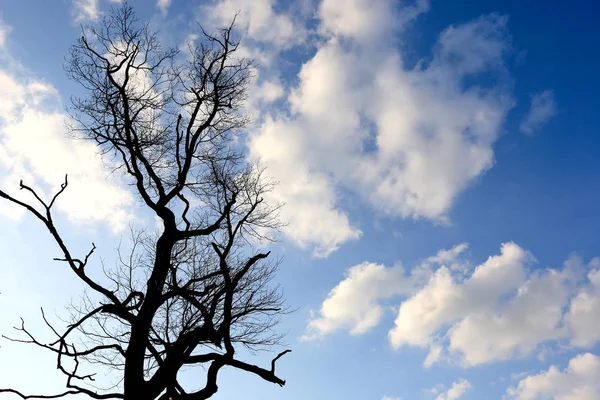 Abstraktní Mrtvý Suchý Strom Modré Obloze Mraky Pozadí — Stock fotografie