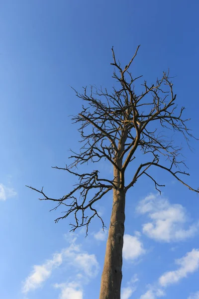 Вид Сухе Мертве Соснове Дерево Синьому Небі Хмарами Фону — стокове фото
