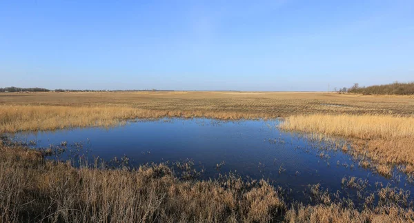 Pond Dry Grass Spring Steppe — Stock Photo, Image