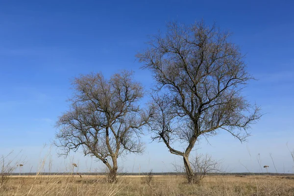 Jarní Krajina Bezlistými Stromy Louce Stepi Pod Modrou Oblohou — Stock fotografie