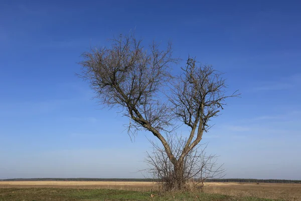 Osamělý Strom Bez Listí Jarní Louce Pod Modrou Oblohou Slunečného — Stock fotografie