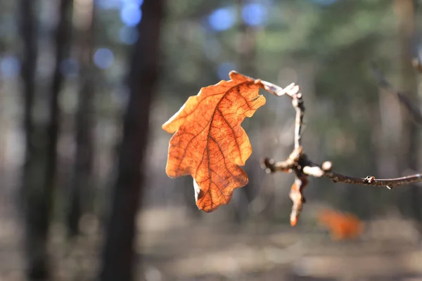 孤零零的秋天 枯干的橡木叶在枝条上 在阴郁的日子里 — 图库照片