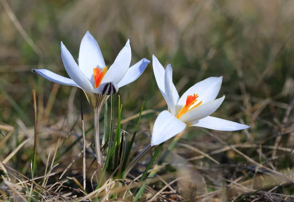 Nice Wild Spring Crocuses Flowers Meadow — Stock Photo, Image