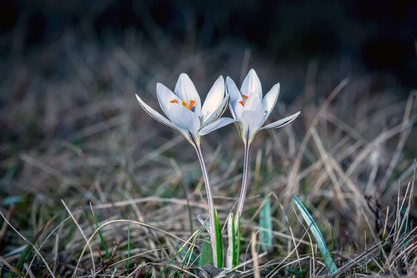 Bonito Sping Salvaje Crocuses Flores Prado — Foto de Stock