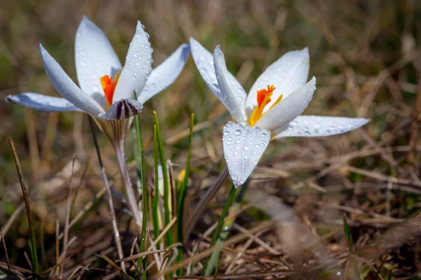 Nice Wild Spring Crocuses Flowers Morning Dew Water Drops — Stock Photo, Image