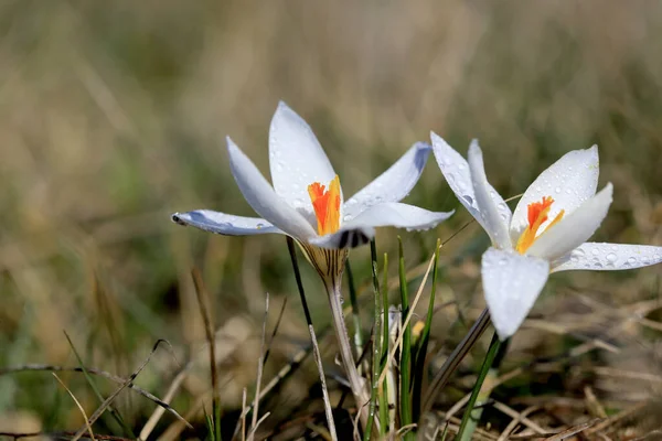 Wild Crocuses Flowers Water Drops — Stock Photo, Image