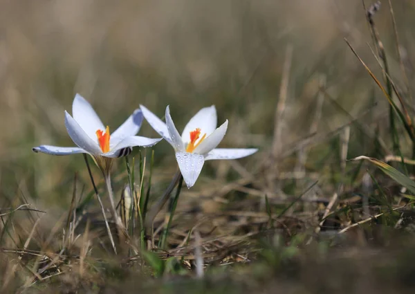 Nice First Spring Wild Crocuses Flowers Morning Meadow — Stock Photo, Image