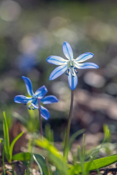 Scilla Bifolia Dzikie Kwiaty Łące Porannym Słońcu — Zdjęcie stockowe