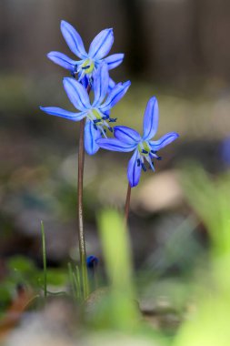 İlk vahşi bahar çiçekleri ormandaki bifolia.