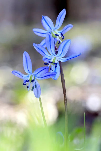 Ładny Dzikie Wiosna Kwiaty Niebieski Scilla Bifolia — Zdjęcie stockowe