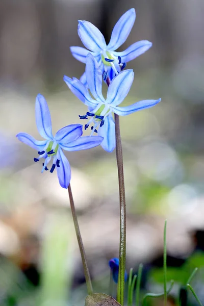 Scilla Bifolia Wild Spring Flowers Forest — Stock Photo, Image