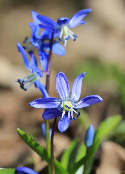 Primavera Silvestre Scilla Bifolia Flores Día Soleado —  Fotos de Stock