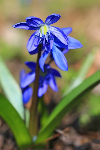 Primavera Flores Silvestres Scilla Bifolia —  Fotos de Stock