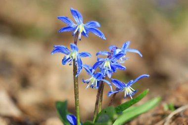 Sabah çiğ tanesinde güzel bahar çiçekleri. Ormanda bifolia çiçekleri