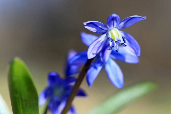 Belles Fleurs Sauvages Scilla Bifolia Printemps — Photo