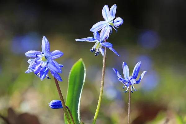 Jolies Fleurs Sauvages Scilla Bifolia Dans Rosée Matin — Photo