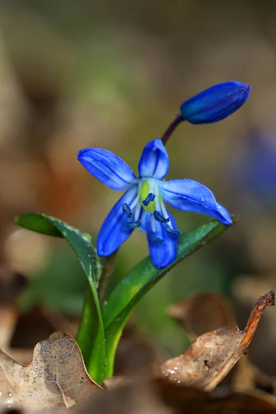 Premières Fleurs Sauvages Printanières Avec Des Gouttes Eau Scilla Bifolia — Photo