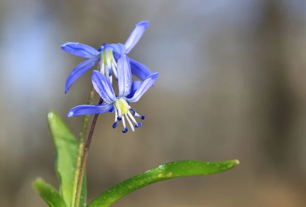 Fiori Selvatici Rugiada Del Mattino Scilla Bifolia Fiori Primaverili — Foto Stock