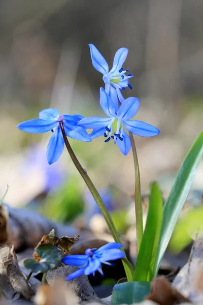 Printemps Sauvage Scilla Bifolia Fleurs Dans Forêt — Photo