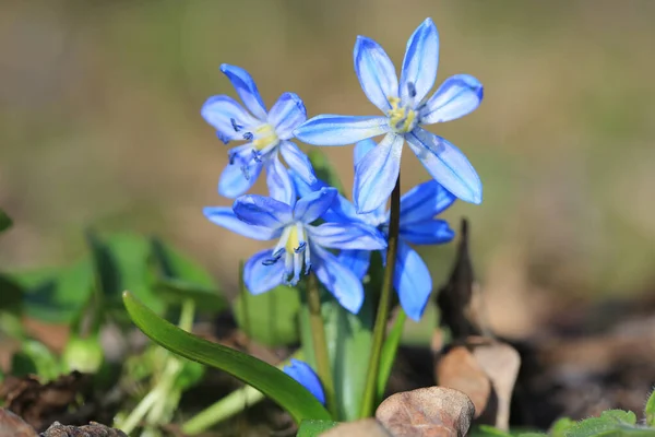 Dzikie Scilla Bifolia Kwiaty Sping Światło Słoneczne — Zdjęcie stockowe