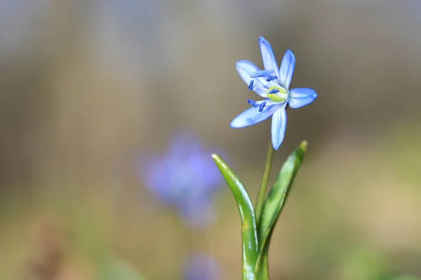 Mały Dziki Wiosenny Kwiat Scilla Bifolia — Zdjęcie stockowe