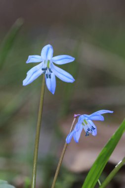 Ormanda güzel bahar çiçekleri - mavi bifolia