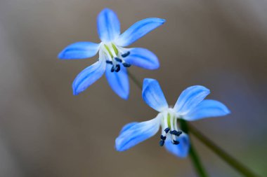 Güzel, vahşi, bifolia bahar çiçekleri makro fotoğraf.