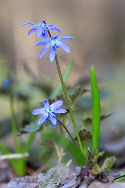 Ormanda yabani bahar çiçekleri. Çayırda scilla bifolia