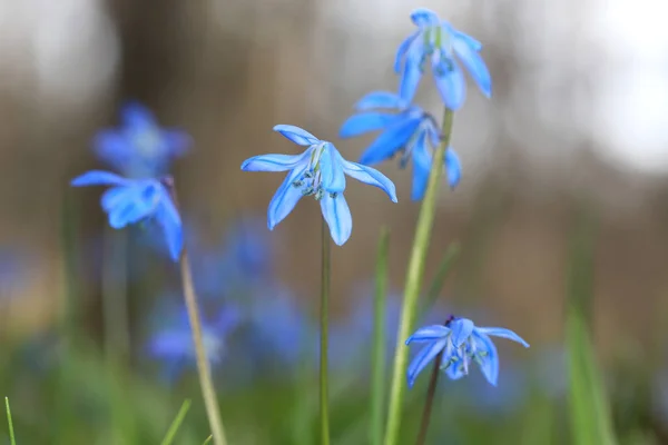 Άγρια Μπλε Ανοιξιάτικα Άνθη Σκιλλιάς — Φωτογραφία Αρχείου