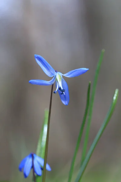 야생화 Scilla Bifolia Spring Flower — 스톡 사진