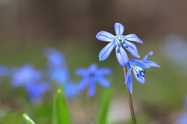 Petites Fleurs Bleues Sauvages Dans Forêt Jolies Fleurs Scilla Bifolia — Photo