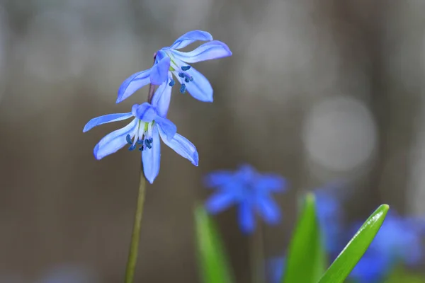 Дика Біфолія Скіллі Весняні Квіти — стокове фото