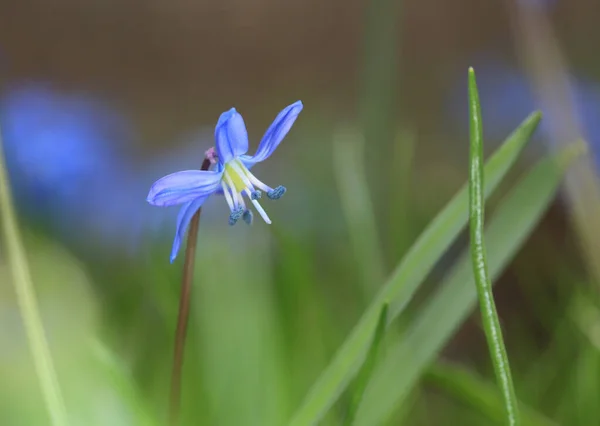 Flores Azuis Selvagens Scilla Bifolia Primeira Primavera Flores Silvestres Floresta — Fotografia de Stock