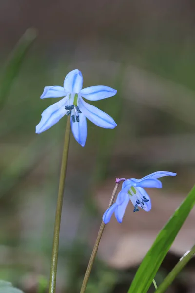 Belles Fleurs Sauvages Printanières Dans Forêt Bleu Scilla Bifolia — Photo