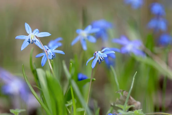 Ładne Dzikie Scilla Bifolia Kwiaty Łące Czasie Wiosny — Zdjęcie stockowe