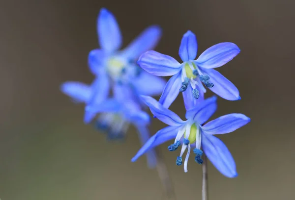 Primavera Selvagem Scilla Bifolia Flores Macro Foto — Fotografia de Stock