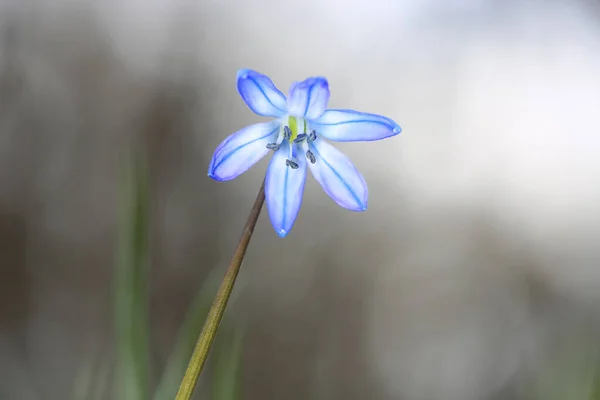 森の中の野生のシラビフォリアの花のマクロ写真 — ストック写真