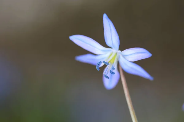 Красивые Scilla Bifolia Весенний Цветок Макрос Фото — стоковое фото