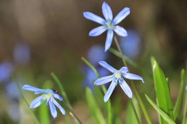 Primi Fiori Primaverili Scilla Bifolia Sul Prato Della Foresta Nella — Foto Stock