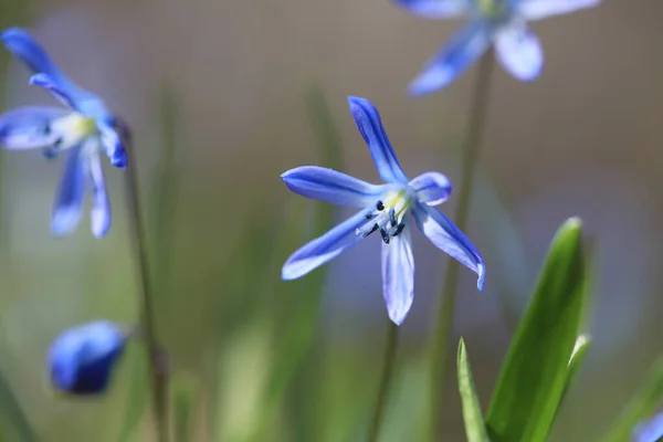 Ładne Pierwsze Wiosenne Kwiaty Scilla Bifolia Łąka Kwiat Lesie — Zdjęcie stockowe