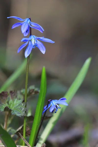 Dzikie Wiosna Scilla Bifolia Kwiaty Łące Lesie — Zdjęcie stockowe