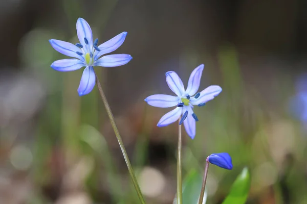 Весенние Цветы Scilla Bifolia Лесу — стоковое фото