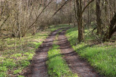 Bahar ormanlarında toprak yollu manzara