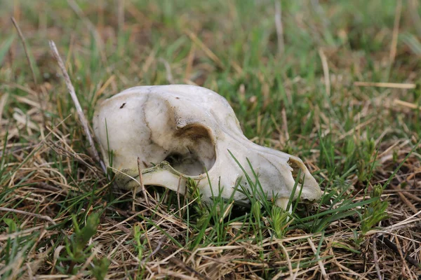 草原の草の中の野生動物の頭蓋骨 — ストック写真