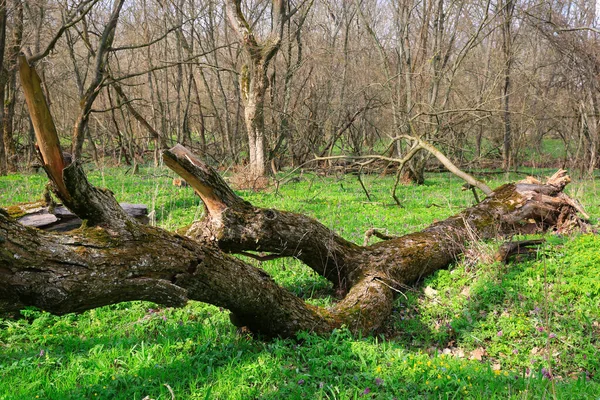 Vieux Bois Morts Sur Prairie Vert Printemps — Photo