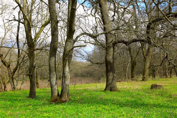 Paesaggio Primaverile Con Alberi Sul Prato Verde Nel Bosco Quercia — Foto Stock