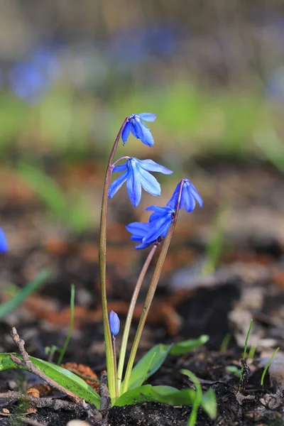 Ładne Wiosenne Kwiaty Lesie Scilla Bifolia — Zdjęcie stockowe